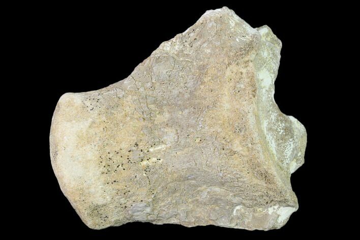 Fossil Mosasaur (Platecarpus) Vertebra - Kansas #136663